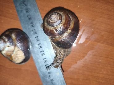 продаю раков: Улитки виноградные Французские(Helix pomatia) Цена за одну штуку - — 3