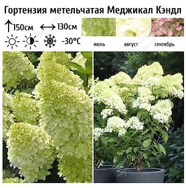 азотная: Саженцы — 9
