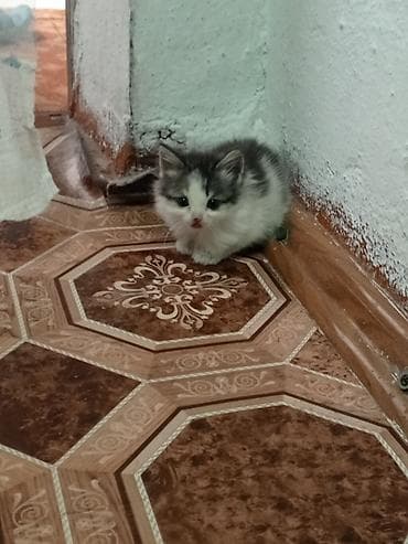 домашний животные: Кошка даром: Беспородная, 1 месяц, Девочка — 2