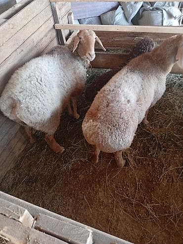 продаю животных: Продаю | Овца (самка) | Для разведения | Матка — 2