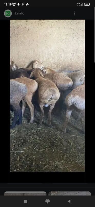 купить червей для разведения: Продаю | Ягненок | Для разведения — 1