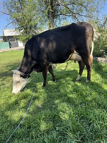 апарат дойка: Продаю | Корова (самка) | Голштин | Для молока | Привязанные — 1