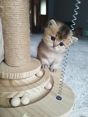 коты г ош: 🐾 Открыто бронирование котят шотландской породы 🐾 Предлагаются к — 1