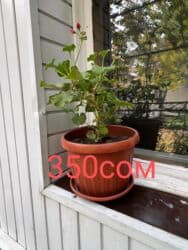 туалетный столик с подсветкой бишкек: Комнатные цветы по оптовым ценам — 6