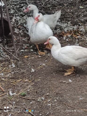 tuxedo порода кошек цена: Селезни и уточки двух линий на племя в Канте и Чолпон-Ате, есть чисто — 6