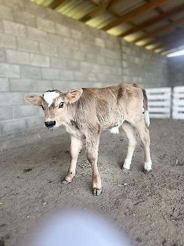 кошка породы мейн кун: Продаю | Бык (самец) | Полукровка | На откорм | Искусственник — 2