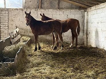 дакан кареец: Продаю | Жеребенок | Конный спорт | Племенные — 4