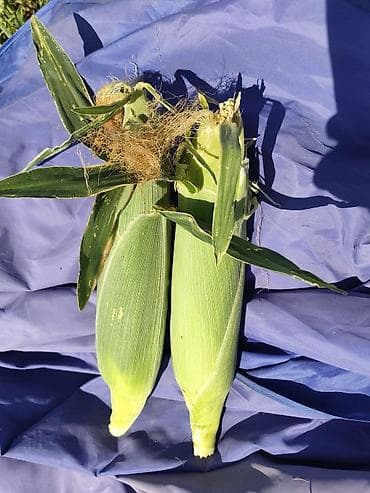 Продукты питания: Кукуруза Оптом — 4