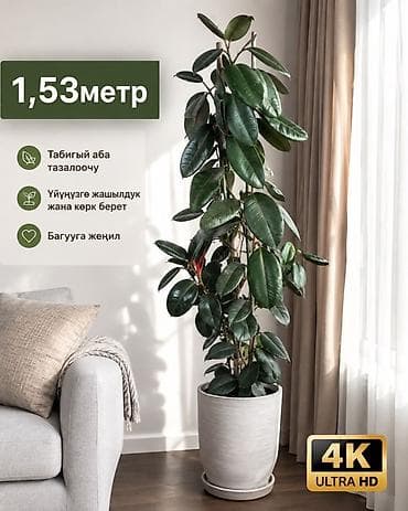 фикусы: Фикус эластика (каучуковое дерево) в напольном кашпо. - Высота — 1