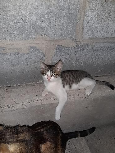 кошка купить бишкек: Котята, помёт домашней кошки. Окрас разный: - чёрный однотонный; - — 6