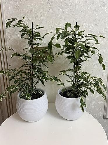 surface pen: 🪴 Фикус Бенжамин (Голландия) 📏 Бою: 60 см 🪴 Горшок менен 💰 Баасы: 1000 — 1