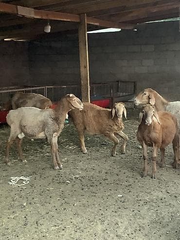 Үй жаныбарлары: Сатам | Кочкор (эркек) | Көбөйтүү үчүн — 3