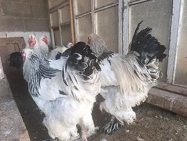 циплята брама: Продаю | Куры | Брама | Для разведения — 3