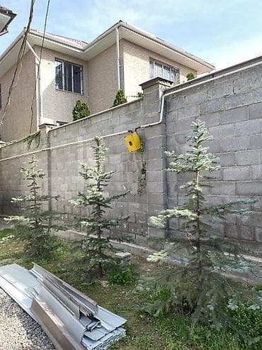 семена голубой ели купить: Ели голубые (саженцы, уличные) - Порода: ель голубая (Picea pungens) — 2