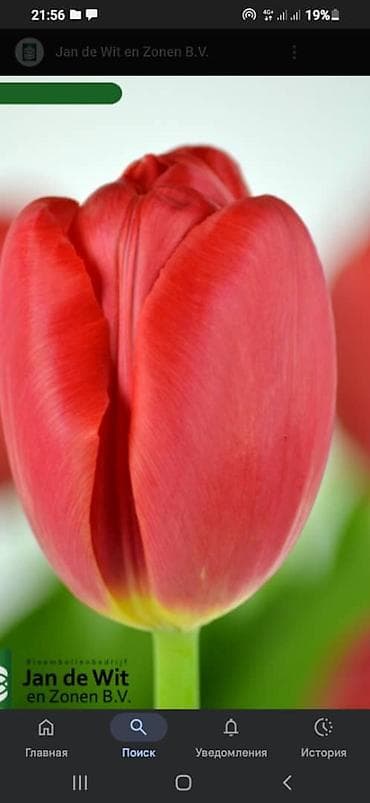 продажа цветов: Букеты и тюльпаны для поздравлений - Классический букет из красных — 4