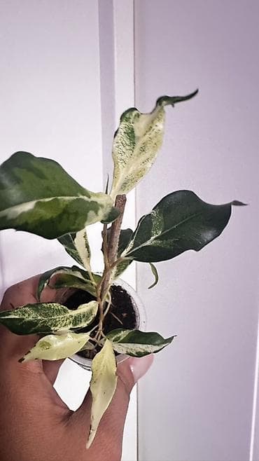 лировидный фикус: Фикус с пестрыми листьями (вариагатный саженец) - Комнатное — 1