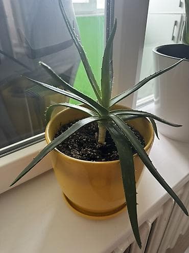 Комнатные растения: Алоэ (вероятно, Aloe vera) в горшке. - Комнатное суккулентное — 1