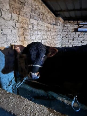 дом животные: Продаю | Бык (самец) | Ангус | Для разведения | Осеменитель — 7