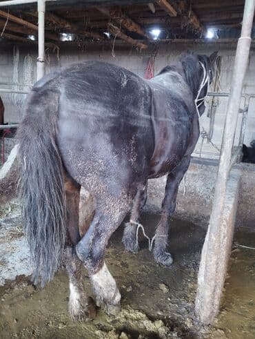 Жылкылар, аттар: Сатам | Байтал | Көбөйтүү үчүн — 4