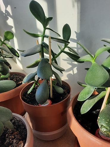 Уход и хранение одежды: Денежное дерево приносит благополучие в дом, где растет, хорошо — 6