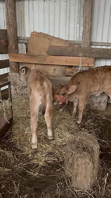 Башка жаныбарлар: Сатам | Бука (эркек), Кунаажын | Сүт алуу үчүн — 1