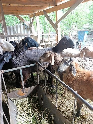 Животные: Продаю | Овца (самка) | Для разведения | Матка — 8