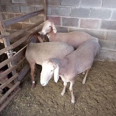 мал базар бишкек: Продаю | Баран (самец) — 3