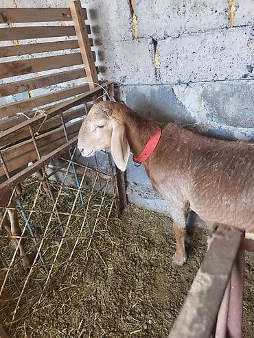 куплю корову в кара балте: Продаю | Баран (самец) | Арашан | Для разведения | Племенные — 4