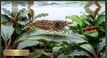 свежая живая рыба: Креветки Neocaridina (red cherry) для аквариума. 🦐🐠 Аквариумные жители — 1