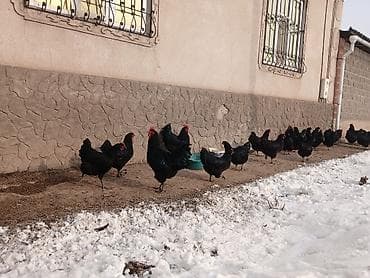 Ветеринар кызматы: Инкубационные яйца джерсийский гигант чистокровные, линия с России — 3