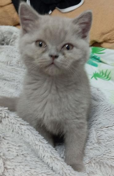 сеамская кошка: Продаём котят (девочки). Стоячие ушки (скотиш страйк) Шотландская — 7