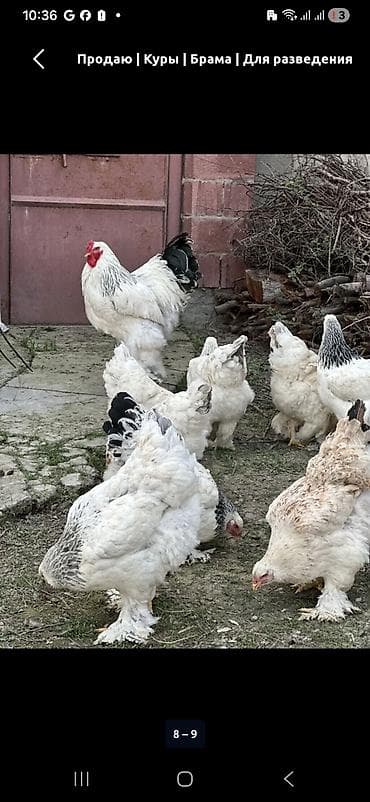 балык кумара: Продаю | Куры, Петух | Брама, Кохинхин | Для разведения — 7