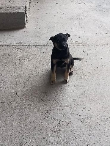 Аквариумдар: Щенок, короткошёрстный, окраса черный с подпалом (рыжевато-песочные — 7