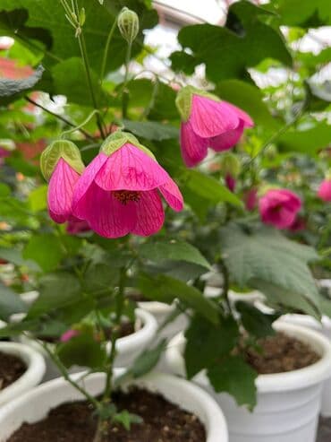 багеты бишкек: Абутулионы — 8