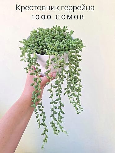садовый центр: 🌿 Комнатные цветы (укоренённые черенки/молодые растения). 🌸 Названия — 9
