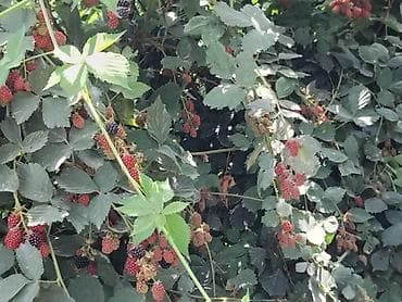 продам яблоко: Лохнес сорту Ежевика садовая (саженцы/кустовые посадки) - Культура — 8