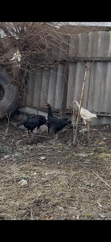 Продаю | Куры | Бойцовая | Для разведения