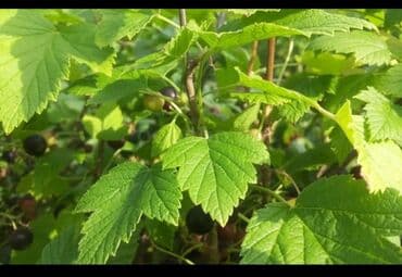 malina.kg продажа малины оптом в бишкеке новопокровка фото: Листья малины свежий сушоный — 2