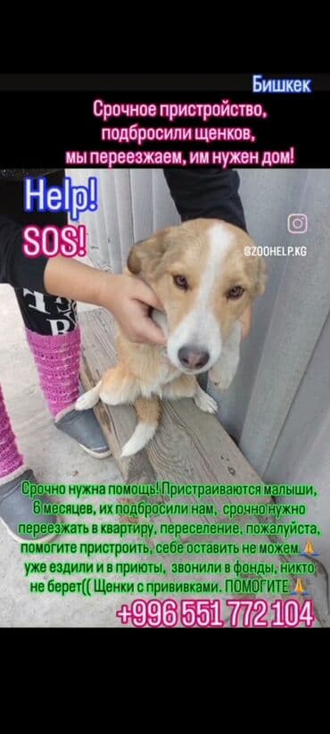 куда можно сдать кошку: Кошка даром: Беспородная, Мальчик — 3