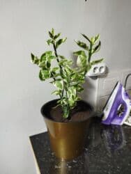 растения для аквариума: Комнатные растения цветущие и декоративные распродажа. находимся в — 22