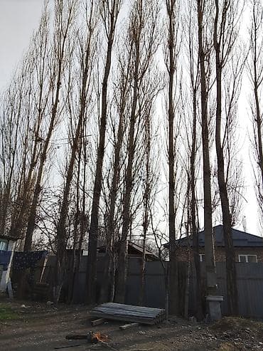 леса на прокат: Терек сатылат - Профессиональная валка высоких тополей и других — 1