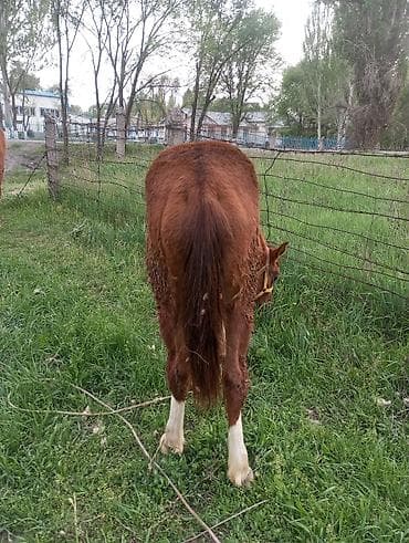 мышык кошка: Сатам | Тай — 6