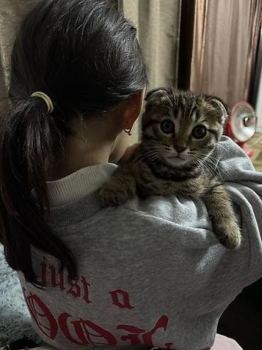 вислоухие котята в бишкеке: В связи переездом — 5