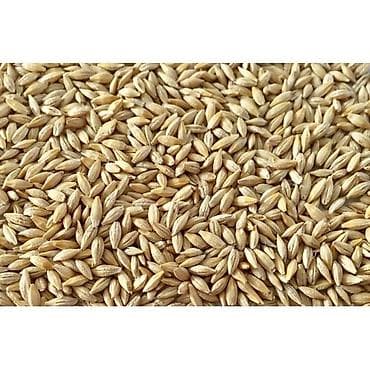 фарель ош: Ячмень (6 рядка колоски) Семена - Культура: ячмень,6 колосья с — 2