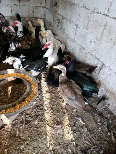 дом попугая: Селезни большие — 6