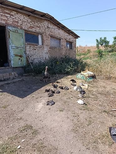 абиссинская кошка бишкек: 21 индюшата 40 дней с мамой,( индюшата по 900с, мама 3000с) без — 4