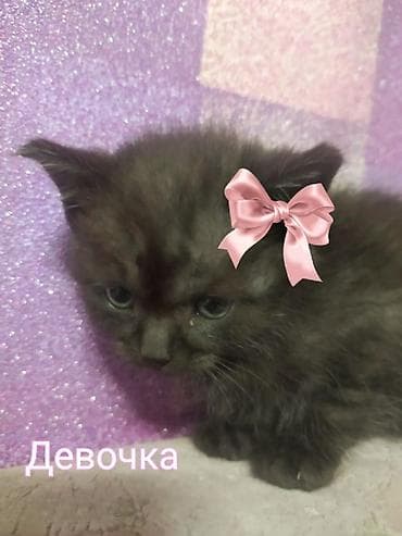 домашняя кошка: Скотиш Фолд (Шотландская вислоухая), 1 месяц, Девочка, Приучена к лотку — 4