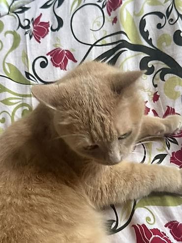 Мышыктар: Отдаю кота в добрые руки! Пушистая домашняя кошка кремово-рыжего — 2