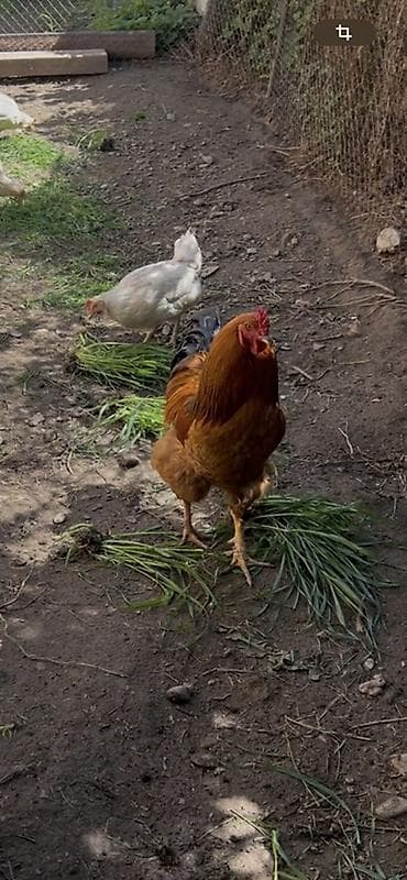 Продаю | Петух | Домашняя | Для разведения