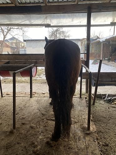 сколько стоит маленькая лошадь: Продаю | Кобыла (самка) | Рабочий | Племенные — 3